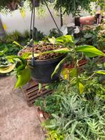 Philodendron Brasil Hangplant - Makkelijk!, Huis en Inrichting, Kamerplanten, Ophalen of Verzenden