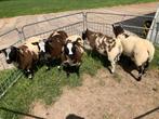 Te koop mooie luxe Bonte dek rammen, Dieren en Toebehoren, Schapen, Geiten en Varkens, Mannelijk, Schaap