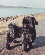 Dekreu boomer shih tzu, Reu, Eén hond, 3 tot 5 jaar, Nederland