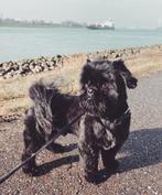 Dekreu boomer shih tzu, Particulier, 3 tot 5 jaar, Reu, Nederland