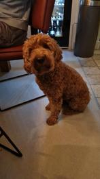 Labradoodle pups, Rabiës (hondsdolheid), Overige rassen, 8 tot 15 weken, Meerdere