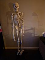 Anatomisch model menselijk lichaam skelet leermodel, Ophalen