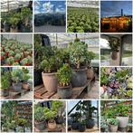 Vetplanten crassula’s jade plant geldboom, Ophalen, Vetplant, In pot, 150 tot 200 cm