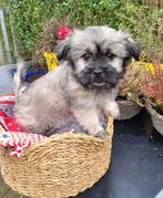 Leuke boomer pups te koop!, Parvo, Overige rassen, 8 tot 15 weken, Meerdere
