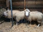 5 tot max 10 lammeren, Dieren en Toebehoren, Schapen, Geiten en Varkens, Vrouwelijk, Schaap