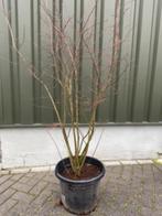 Meerstammige krentenboom, Amelanchier Lamarckii, Ophalen, Overige soorten, Struik, 100 tot 250 cm