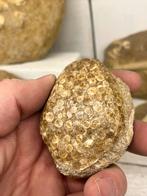Kauwplaat vis, Verzamelen, Mineralen en Fossielen, Ophalen of Verzenden, Fossiel