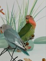 Agapornis Dwergpapegaai Eventueel met kooi vanaf 7 weken, Meerdere dieren, Dwergpapegaai of Agapornis, Tam
