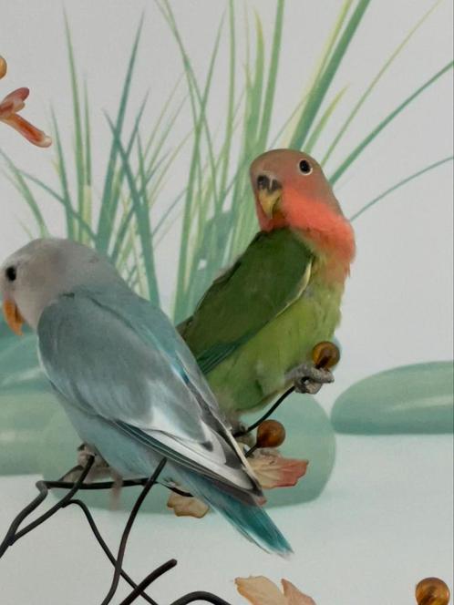 Agapornis Dwergpapegaai Eventueel met kooi vanaf 7 weken, Dieren en Toebehoren, Vogels | Parkieten en Papegaaien, Dwergpapegaai of Agapornis