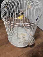Kanarie. Met de kooi., Dieren en Toebehoren, Vogels | Kanaries, Mannelijk, Zangkanarie