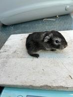 Choco zilvervos gladhaar beer cavia, December, Mannelijk, Cavia