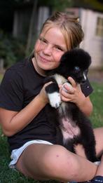 Super leuke pomsky pups!, Dieren en Toebehoren, Nederland, Overige rassen, CDV (hondenziekte), 8 tot 15 weken