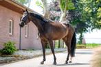 3 jarige merrie So perfect X Sir sinclaire, Merrie, Gechipt, Dressuurpaard, Onbeleerd