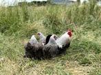 Cochin kriel kippen Zilverpatrijs, gesekst en ingeënt, Dieren en Toebehoren, Pluimvee, Vrouwelijk, Kip