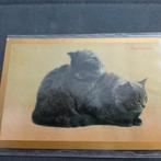 Ansichtkaart van 2 Perzen uit 1921 Poezen, Ophalen of Verzenden, 1920 tot 1940, Gelopen, Hond of Kat