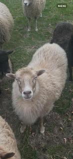 Ouessant/Quessant schaapjes/ mini schaapjes, Dieren en Toebehoren, Schapen, Geiten en Varkens, Vrouwelijk, Schaap
