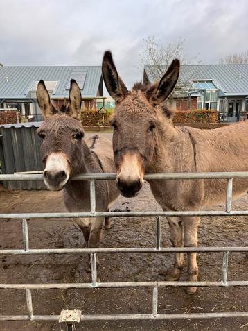 2 tamme ezel merries van zorgboerderij te koop beschikbaar voor biedingen