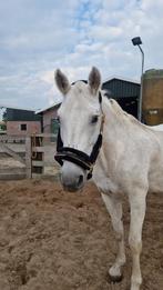 Lieve 18 jarige recreatie merrie, Dieren en Toebehoren, Paarden, Merrie, Niet van toepassing, 11 jaar of ouder, Recreatiepaard