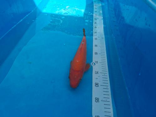 Red Karashigoi, Dieren en Toebehoren, Vissen | Vijvervissen, Karper of Koi