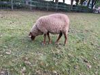 Coburger Fuchs rammetje, Dieren en Toebehoren, Schapen, Geiten en Varkens, Mannelijk, Schaap, 0 tot 2 jaar