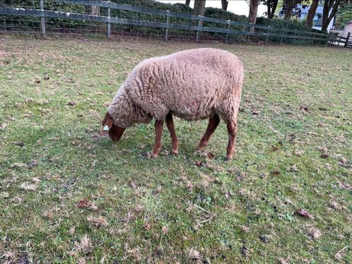 Coburger Fuchs rammetje, Dieren en Toebehoren, Schapen, Geiten en Varkens, Schaap, Mannelijk, 0 tot 2 jaar