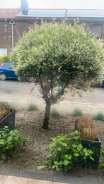 Boom, Tuin en Terras, Planten | Bomen, Ophalen, Volle zon, Overige soorten
