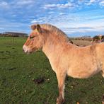 Fjorden hengstveulen te koop, Dieren en Toebehoren, Pony's, Gechipt, 0 tot 2 jaar, Hengst, Onbeleerd