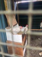Legkippen, Dieren en Toebehoren, Vrouwelijk, Kip