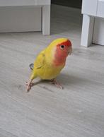 Kleurrijke Agapornis Met Een Lief Karakter! Is Deels Tam., Dieren en Toebehoren, Vogels | Parkieten en Papegaaien, Geslacht onbekend