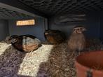 Harkekijnkwartels, Dieren en Toebehoren, Vogels | Duiven, Meerdere dieren