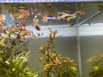 Jonge guppy’s, Dieren en Toebehoren, Vissen | Aquariumvissen, Vis, Zoetwatervis