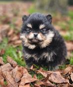 Pomeranian/ dwergkees/ pomeriaan  reu, Dieren en Toebehoren, Nederland, Keeshond, 8 tot 15 weken, Meerdere dieren