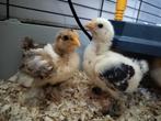 Cochin kriel 10 euro per Kuiken, Dieren en Toebehoren, Meerdere dieren, Kip