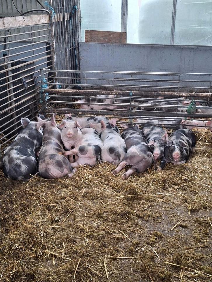 Luxe lange pietrain biggen, Dieren en Toebehoren, Schapen, Geiten en Varkens, Vrouwelijk