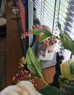 Te koop kruising Europese/ Britse korthaar, Kater, Kortharig, 0 tot 2 jaar