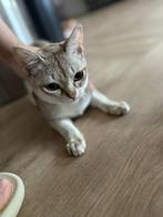 Singapura poes met stamboom, Poes, Gechipt, 0 tot 2 jaar