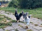 Mooie jonge Brahma hanen, Dieren en Toebehoren, Pluimvee, Mannelijk, Kip