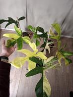 Philodendron Florida Beauty, Ophalen of Verzenden, Halfschaduw, Minder dan 100 cm