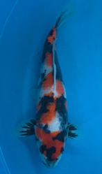 Show kwaliteit showa, kweker Hoshikin, nisai, 35 cm, Dieren en Toebehoren, Vissen | Vijvervissen, Karper of Koi