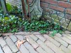 Border hekjes, Ophalen, Gebruikt, IJzer