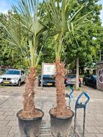 MOOIE GROTE PALMBOMEN TE KOOP 130 PER STUK., Tuin en Terras, Planten | Bomen, Ophalen of Verzenden, Zomer, Volle zon, Palmboom
