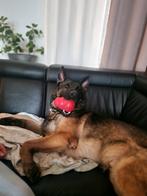 Op zoek naar een forever home, Dieren en Toebehoren, Honden | Herdershonden en Veedrijvers, Rabiës (hondsdolheid), Reu, Eén hond