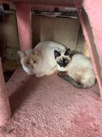 MJM Dogs Foundation: Moeder Freya en Germesi beschikbaar, Dieren en Toebehoren, Poes, Kortharig, 0 tot 2 jaar