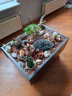 Plantenbak met hydro korrels, Ophalen, Overige kleuren, Minder dan 50 cm