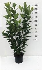 laurier voor haag, Ophalen of Verzenden, Laurier, Minder dan 100 cm