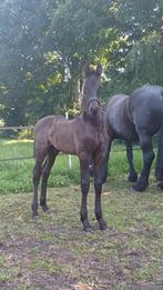 Fries Hengst veulen, Hengst, Minder dan 160 cm, 0 tot 2 jaar