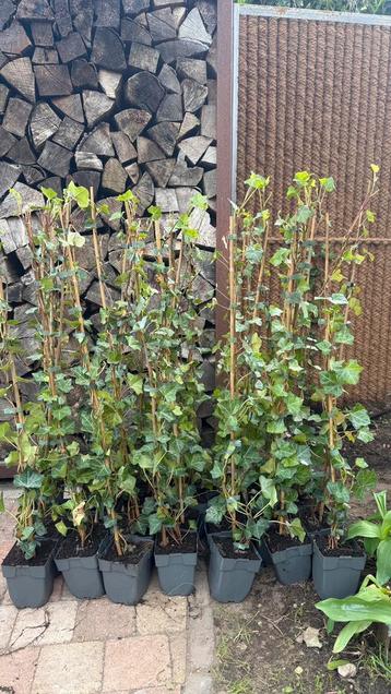 25 stuks Hedera klimplanten in pot (ca 80cm) beschikbaar voor biedingen
