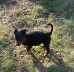 Rottweiler pup, Parvo, Reu, 8 tot 15 weken, Eén hond