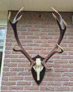 Prachtig Groot Doorleefd Edelhert Gewei Jacht Mancave e91, Ophalen, Zo goed als nieuw, Hert, Gewei of Kop