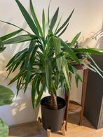 Yucca Elephantipes Kamerplant, Ophalen, 100 tot 150 cm, Halfschaduw, In pot